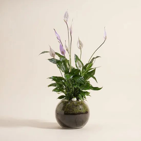 Purple Peace Lilies Plant