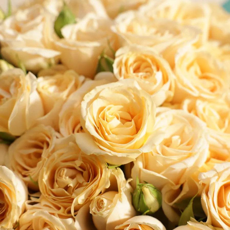 Cute Peach Baby Rose Bouquet 6