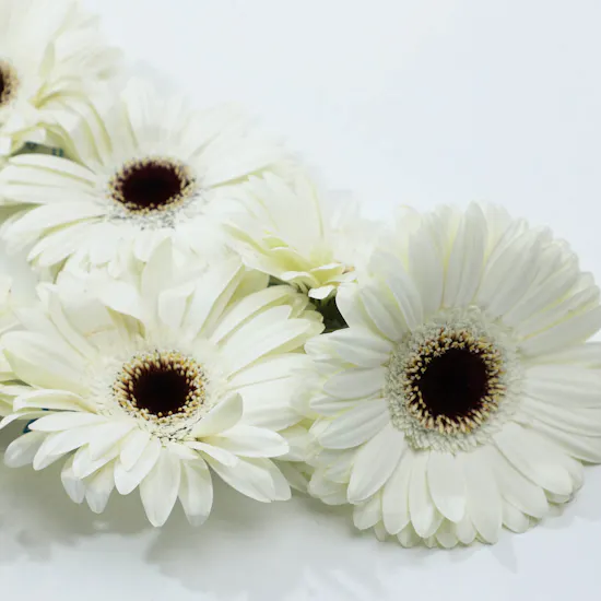 White Gerbera Necklace