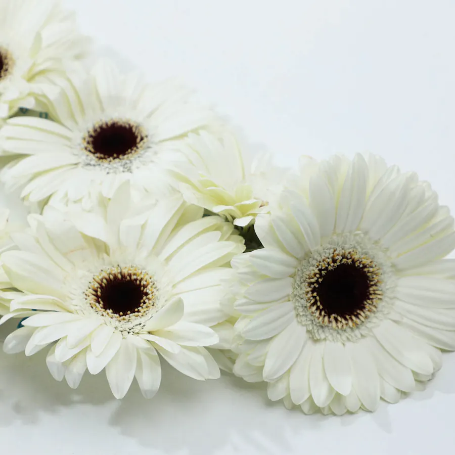 White Gerbera Necklace 2