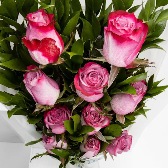 10 Purple Roses | White Wrap