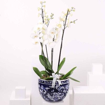 Due White Orchid 