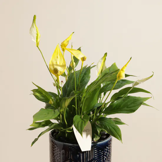 Distinctive Yellow Spathiphyllum Plant