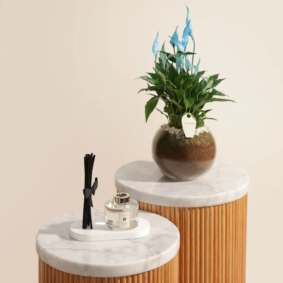 Jo Malone Peony & Blush Suede Reed Diffuser | Distinctive Plant
