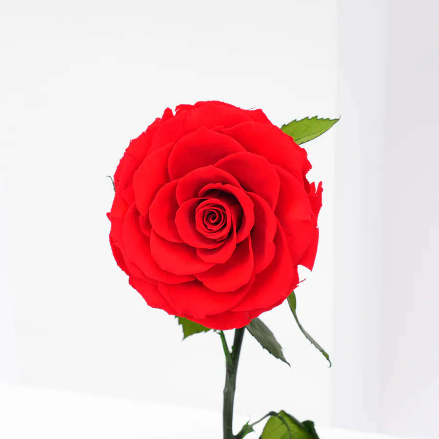 Red Preserved Rose with Hanoverian Chocolate  6