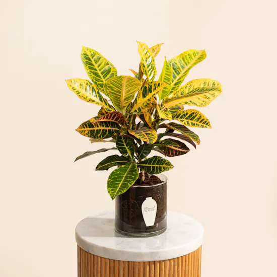 Cheerful Croton Plant