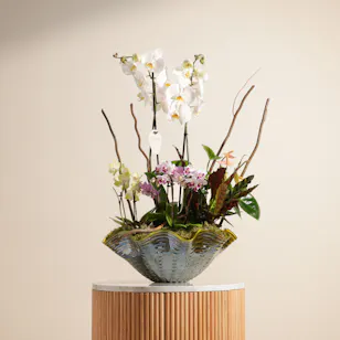 Royal Orchid Plant Pot 
