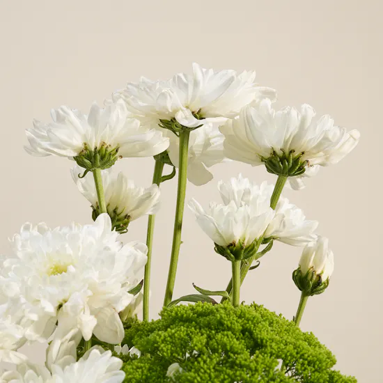 Graden Paradise White Gerbera Vase
