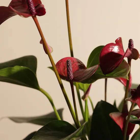 نبات أنثوريوم بنفسجي آسر