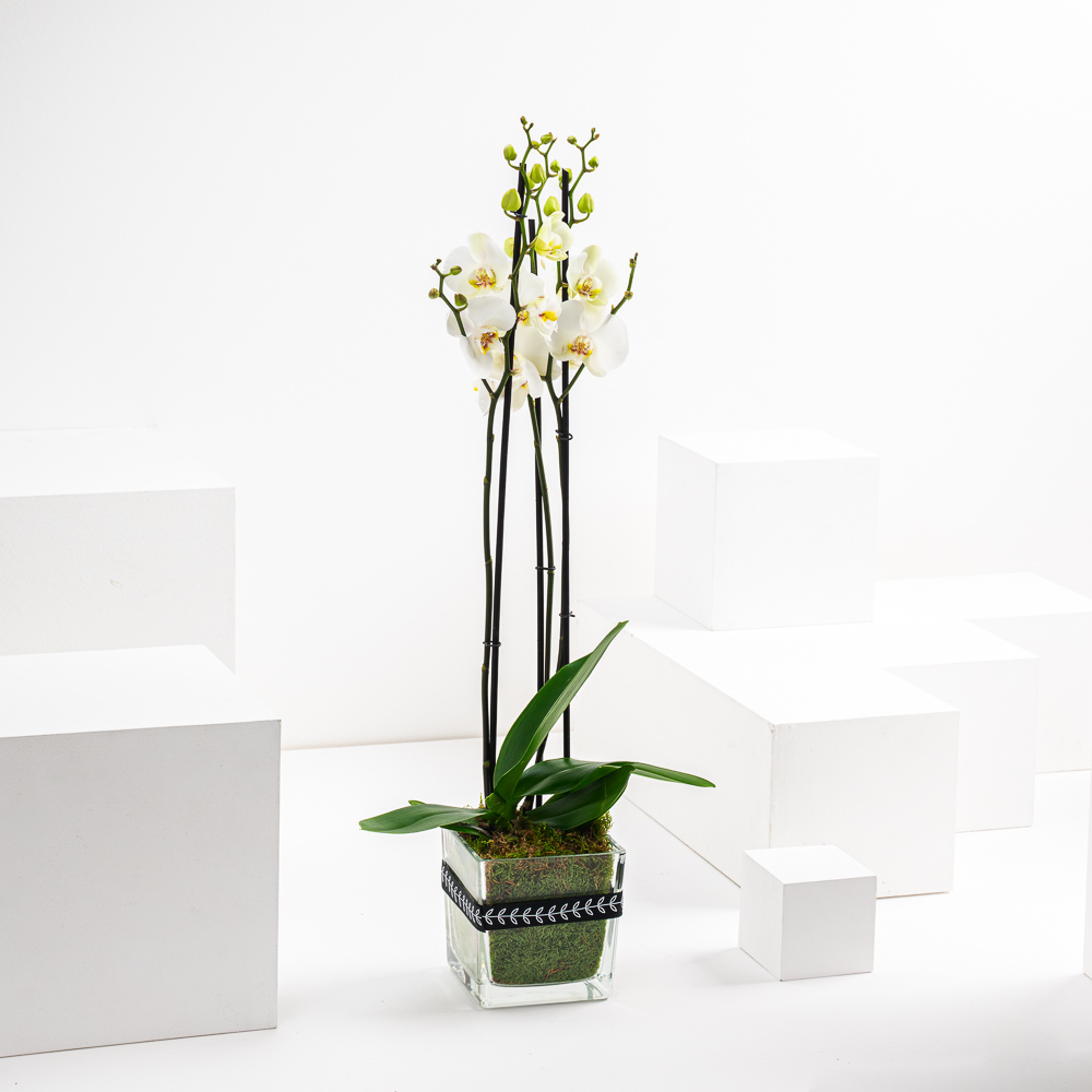 Pure Heart  | Orchid Plant