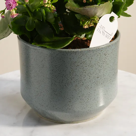Beauty Pink Kalanchoe Plant