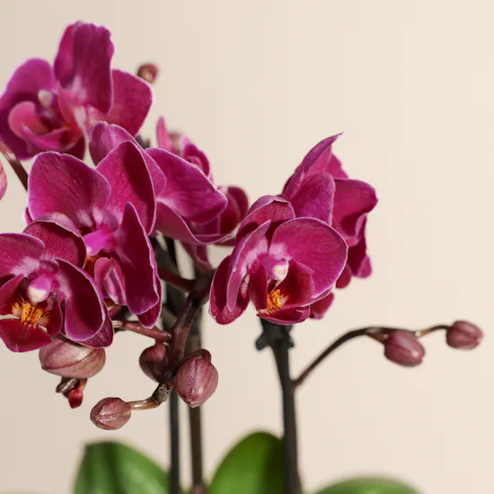 Velvet Small Purple Phalaenopsis Orchid Plant