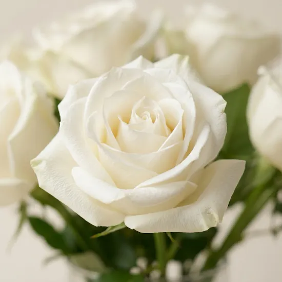 Serene White Roses Vase | 25 Flowers
