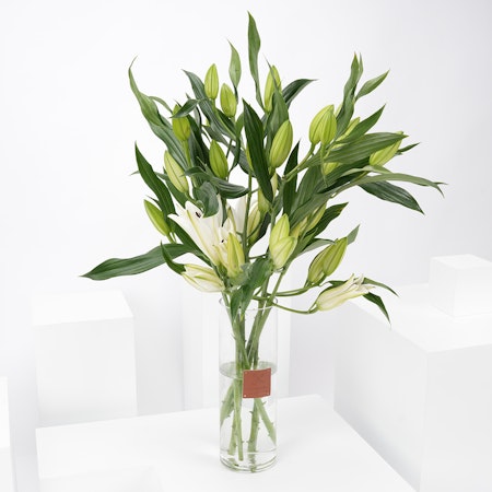 6 White Lily | Cylinder Vase