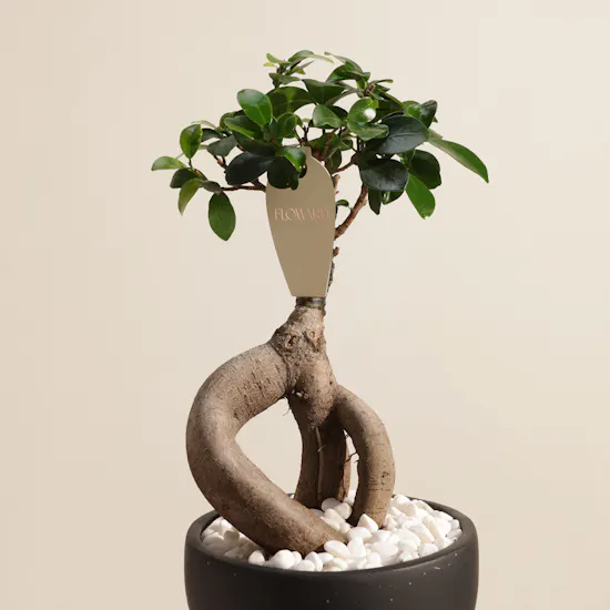 Exotic Ficus Ginseng Plant