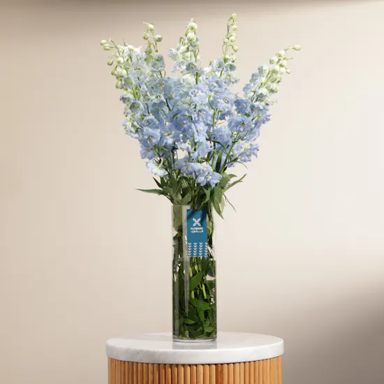 Blue Delphiniums | Glass Vase