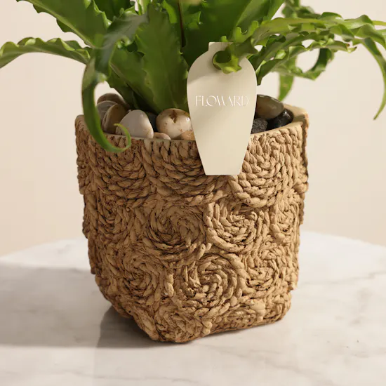 Stunning Asplenium Antiquum Osaka Plant