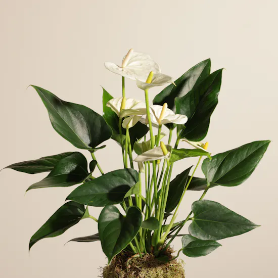 Fancy White Anthurium Plant
