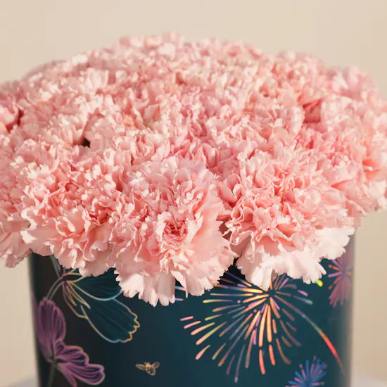 Gentle Pink Carnation Box | 35 Flowers