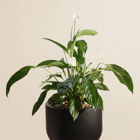 Light Spathiphyllum Bingo Plant