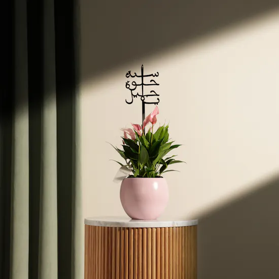 Pink Birthday Anthurium Plant