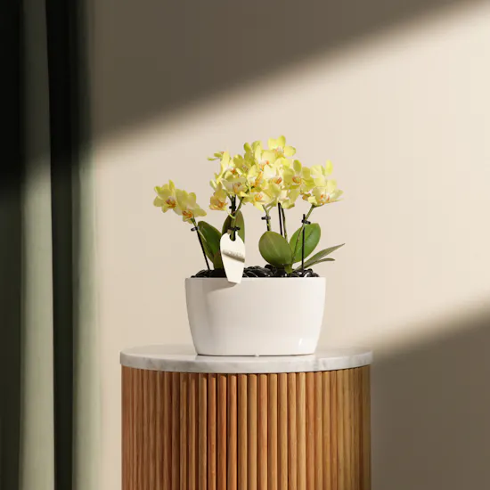 Double Small Yellow Phalaenopsis Plants