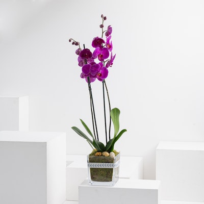 Dear Mom | Purple Orchid 