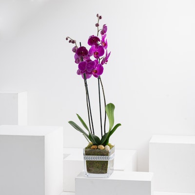 Dear Mom | Purple Orchid