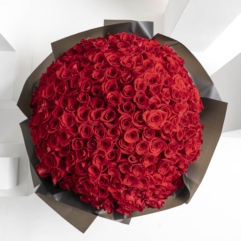 Showstopper | 250 Rose 