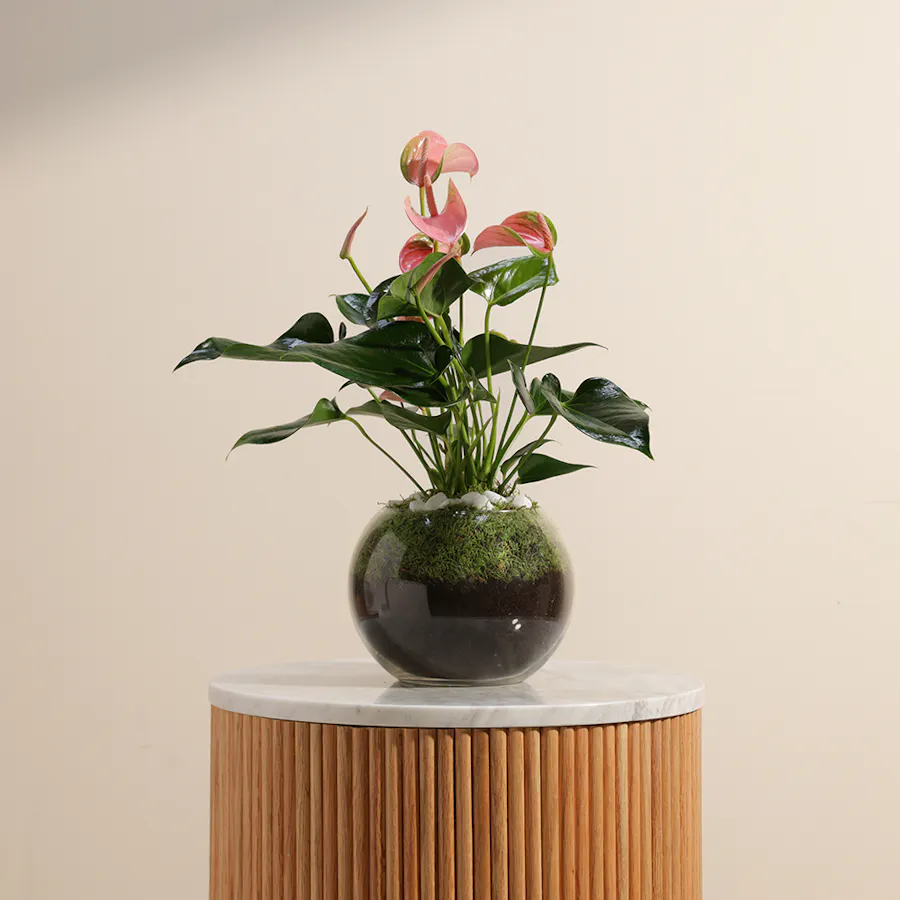Anthurium Joli | Vase 1
