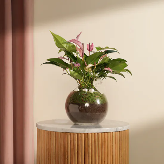 Purple Anthurium