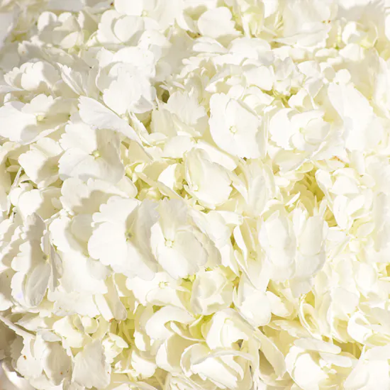 White Hydrangea Enchanting Vase