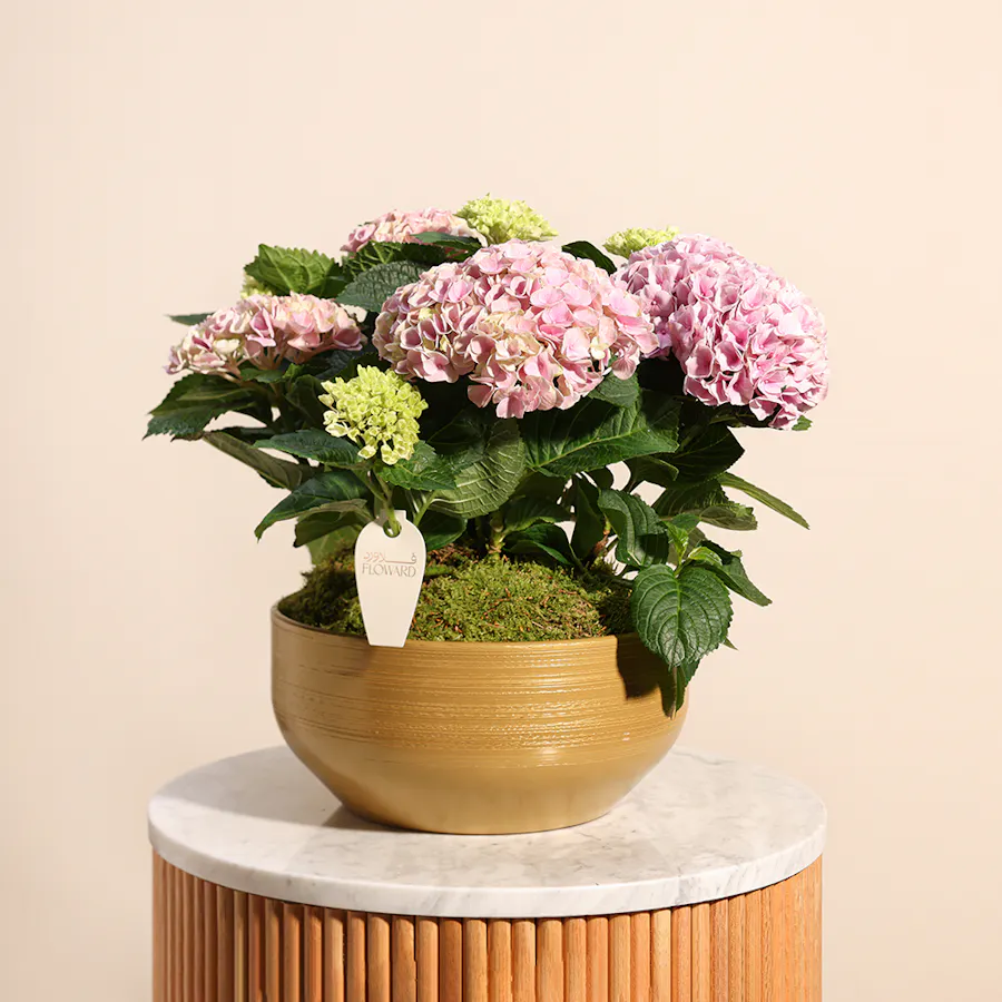 Hydrangea Garden 3