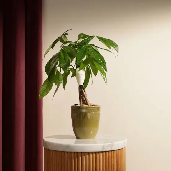 Beautiful Pachira Money Tree Plant