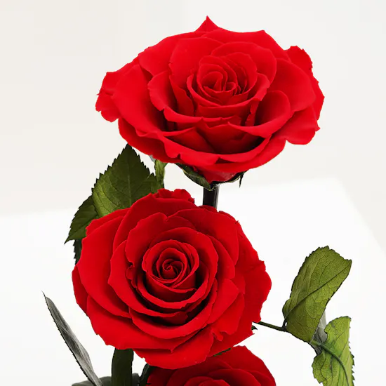 Preserved Red Roses | Glass Dome