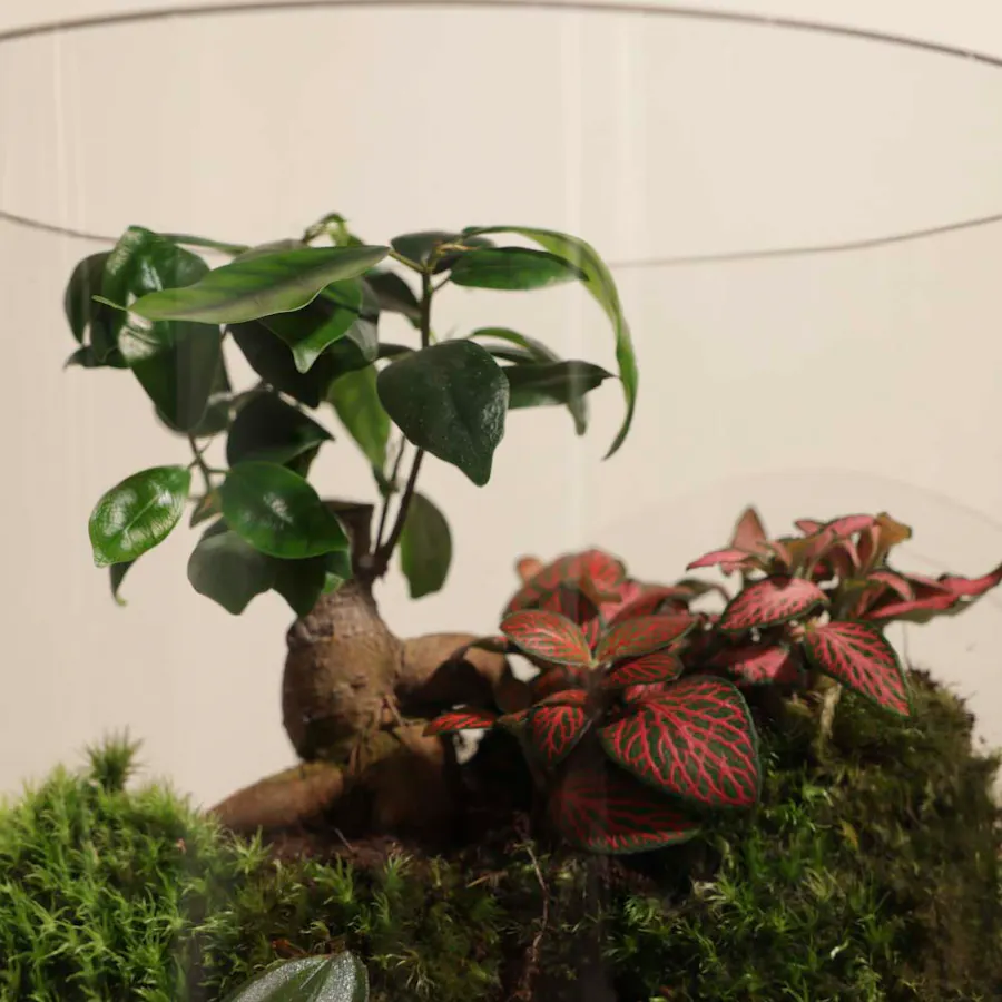 Ficus Bonsai Garden | Closed Terrarium  3