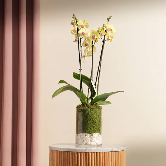 Yellow Orchid Plant