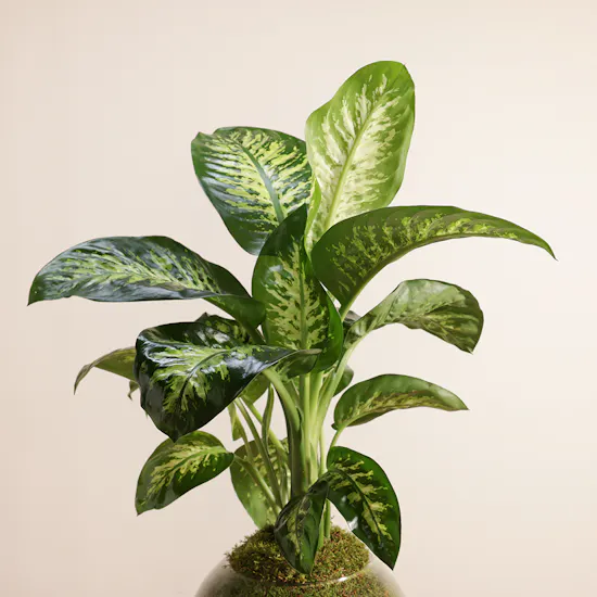 Dieffenbachia Seguine Plant