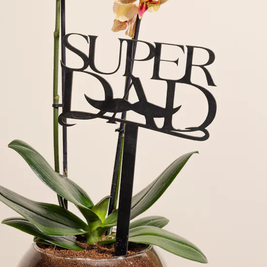 Super Dad Orchid Plant