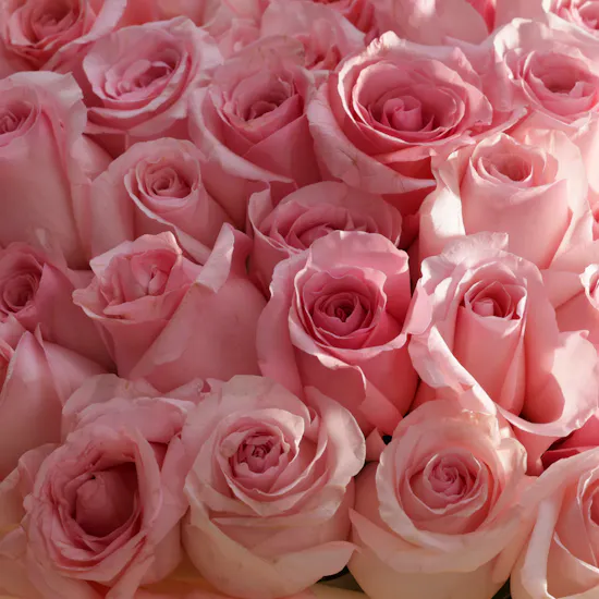 Pink Rose Bouquet | 250 Flowers