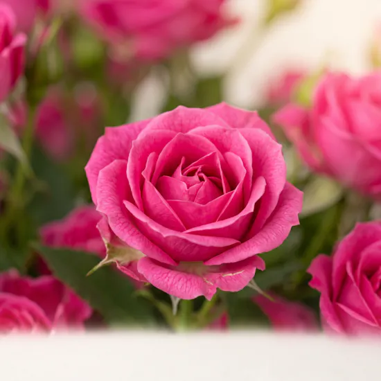 Fuchsia Flirt Flower Bouquet