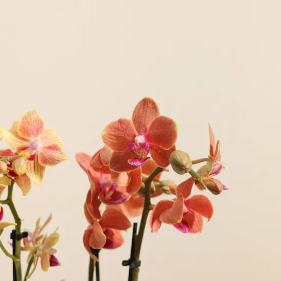 Dreamy Two Small Phalaenopsis Plants