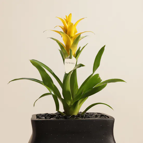 Sunny Yellow Guzmania Plant