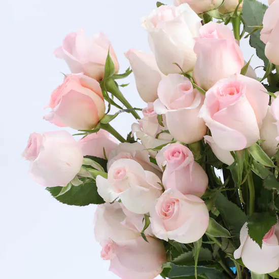 Light Pink Roses | Blue Vase