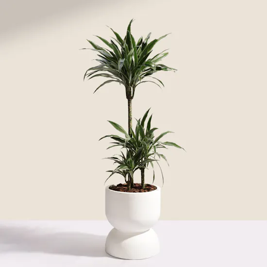 Fancy Big Dracaena Warnecki Plant