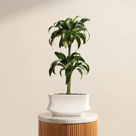 Delightful Dracaena Lemon Lime Plant