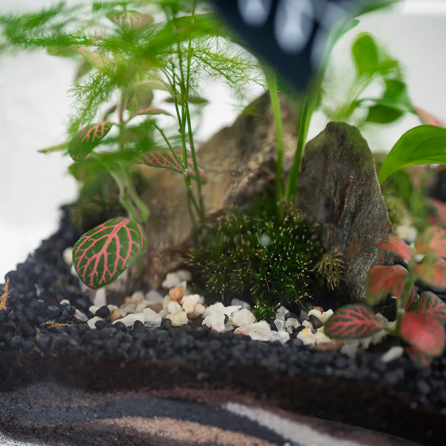 Vivid Tropical Garden | Closed Terrarium  2