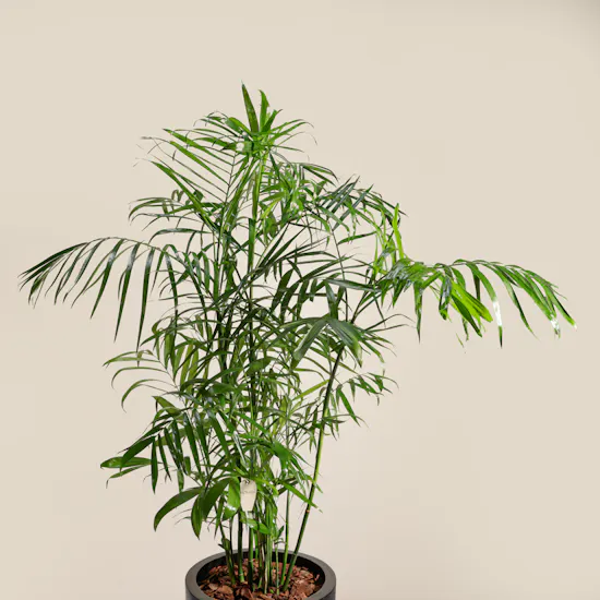 Elegant Chamaedorea Seifrizii Palm Pot