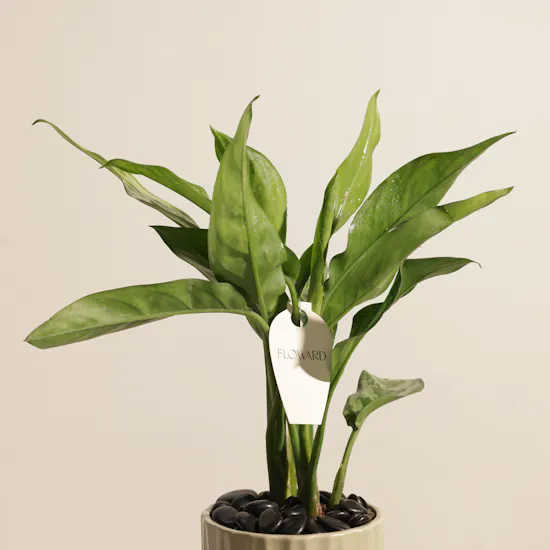 Fancy Aglaonema Maria Plant