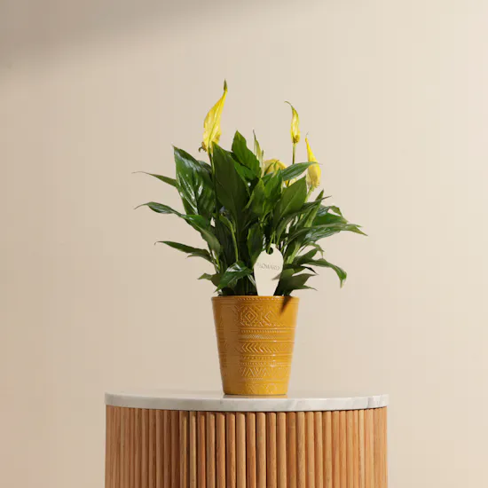 Yellow Spathiphyllum Plant